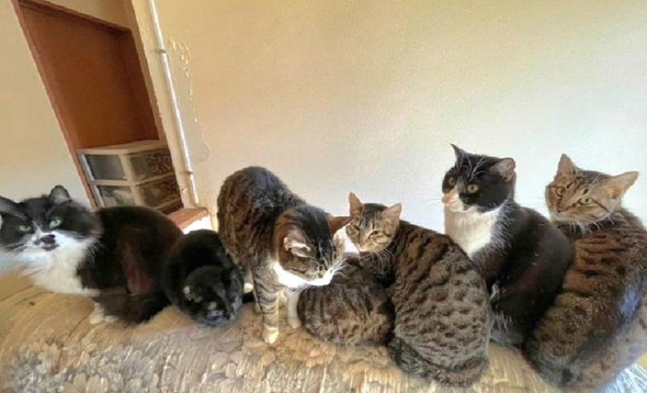 並ぶ猫ちゃんたち