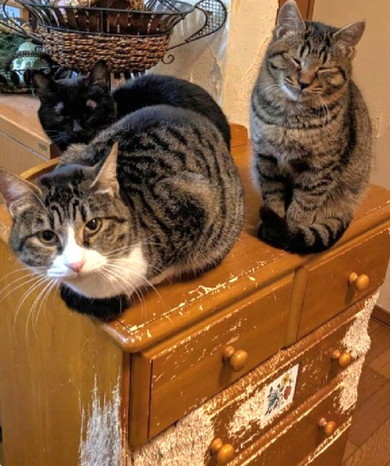 タンスの上で座る2匹の猫ちゃん