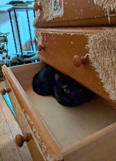 タンスの中でくつろぐ猫ちゃん