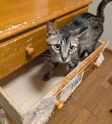 タンスの中に入る猫ちゃん