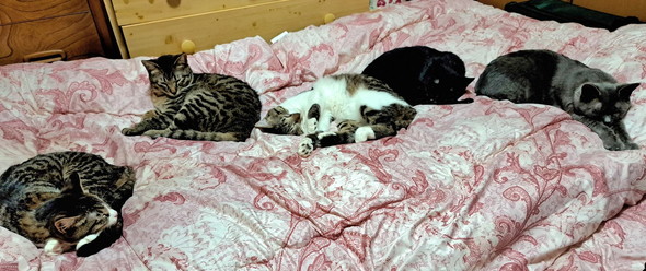 ベッドの上で寝る5匹の猫ちゃん