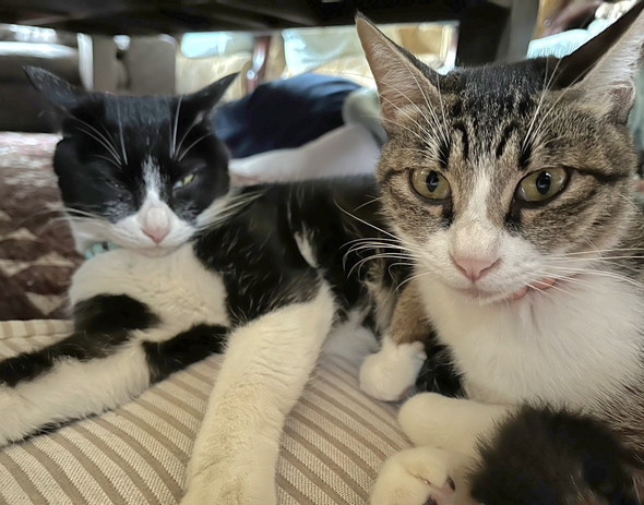 くつろぐ2匹の猫ちゃん