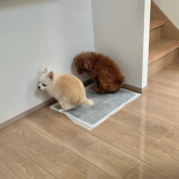 並んでトイレに行くワンコたち