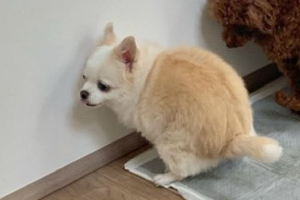 並んでトイレに行くワンコたち