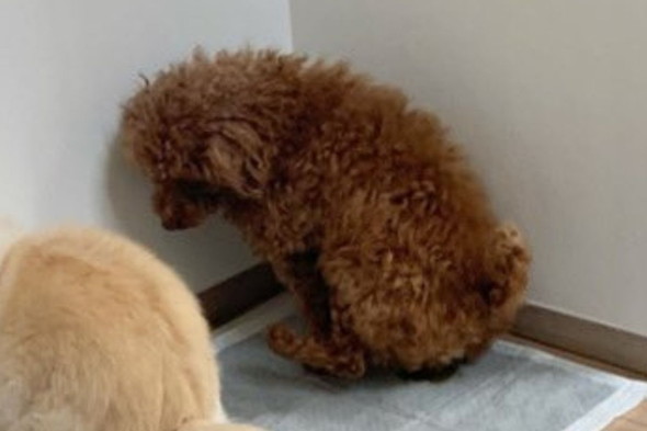 並んでトイレに行くワンコたち