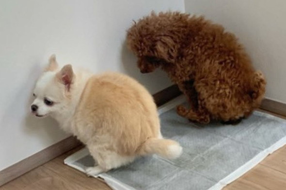 並んでトイレに行くワンコたち