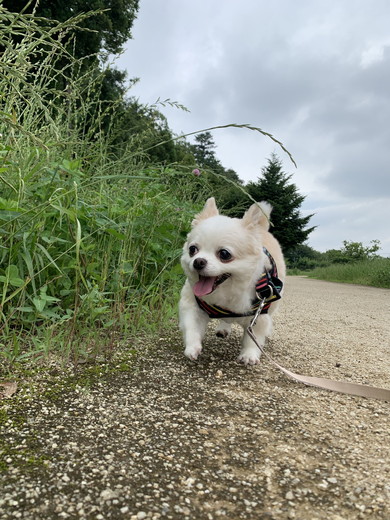 お散歩中のワンコ