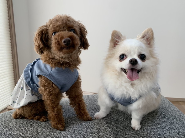 おそろいの服を着たワンコたち