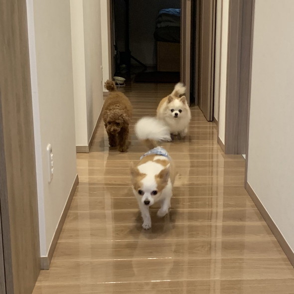 歩いているワンコたち