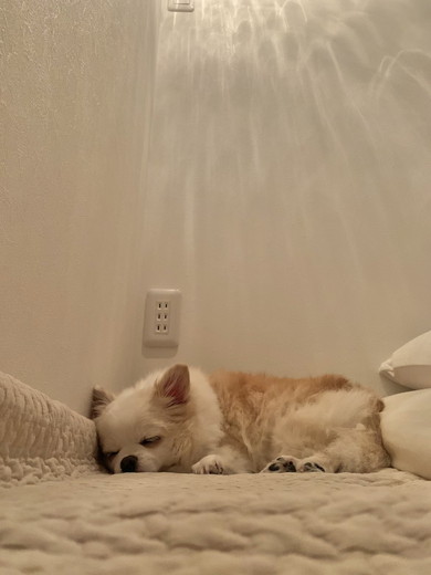 眠るワンコ