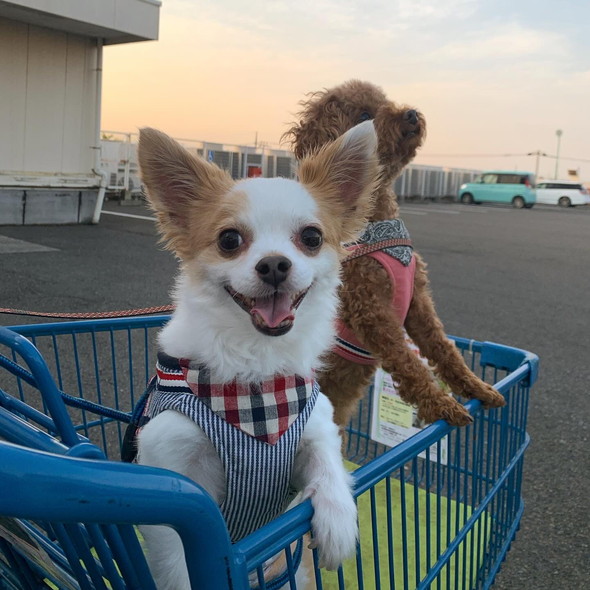 カートに乗るワンコたち