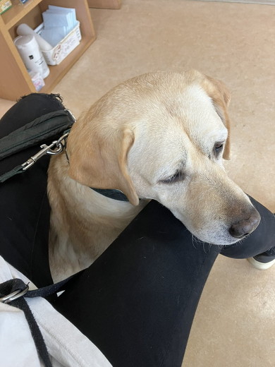 膝にあごを乗せた犬