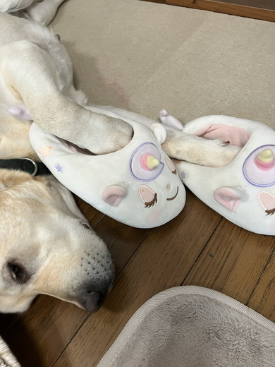 スリッパをはいた犬