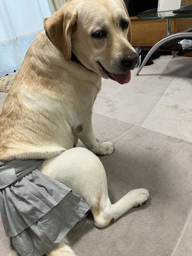 スカートをはいた犬