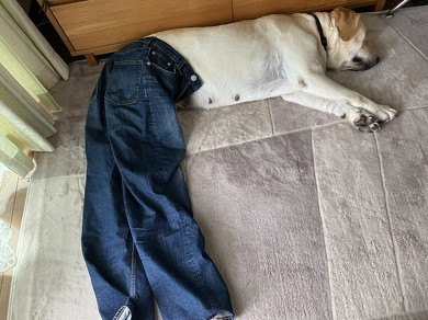 デニムを履いた犬
