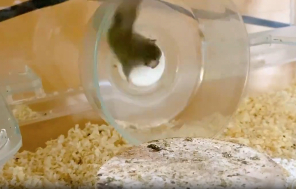 回し車の真ん中のパーツを掴みます