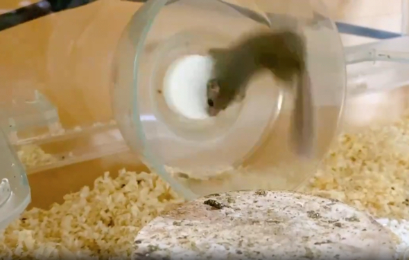 クルクル回るアフリカヤマネ