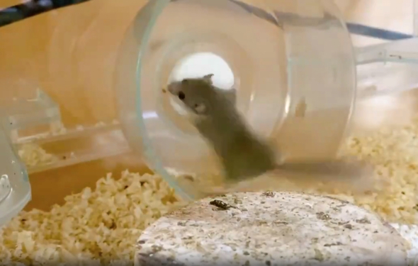 絶叫マシーンを楽しんでいるみたい