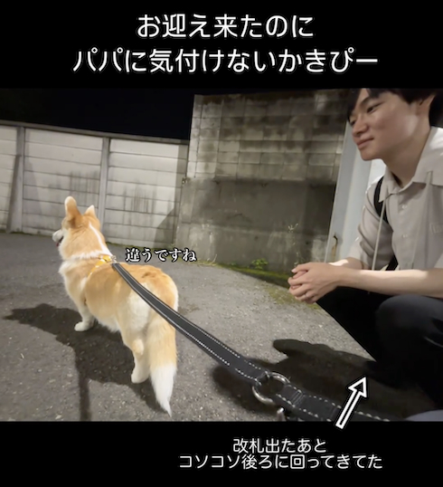 パパを待つコーギー