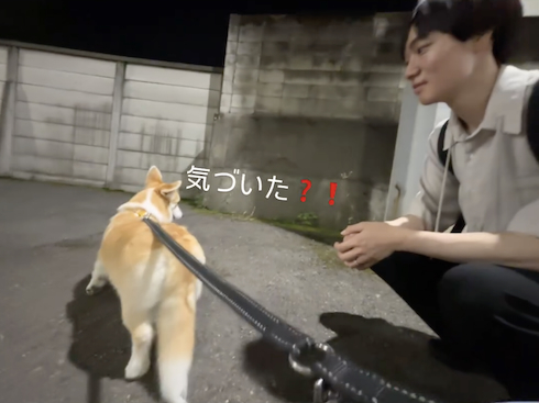 パパを待つコーギー