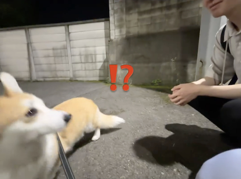 パパを待つコーギー