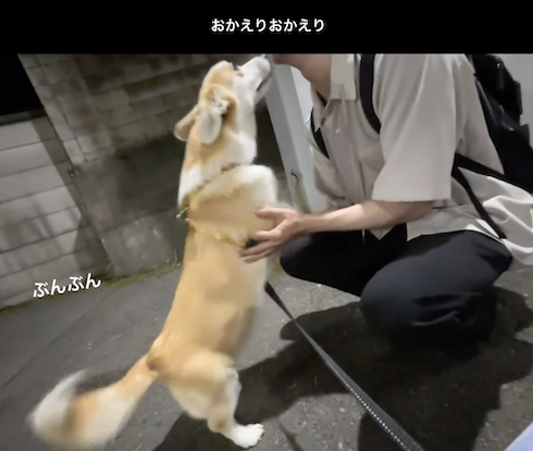 パパを待つコーギー