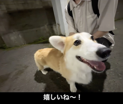 パパを待つコーギー