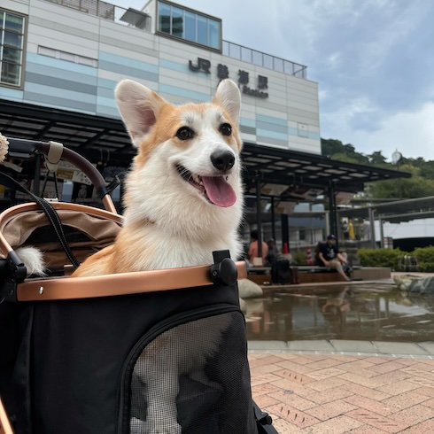 かきぴーちゃん