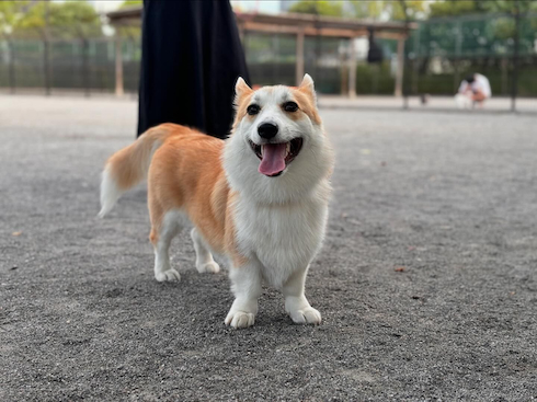 かきぴーちゃん