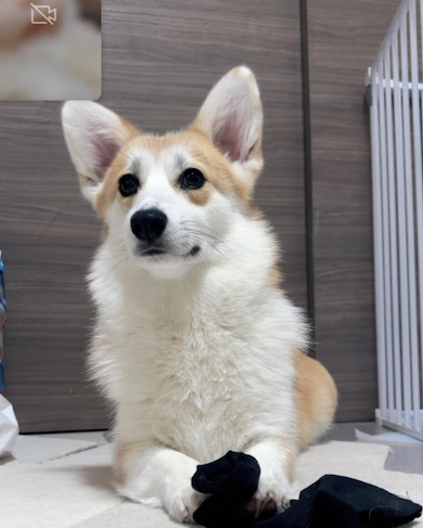 かきぴーちゃん