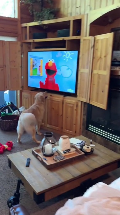 エルモとワンコ