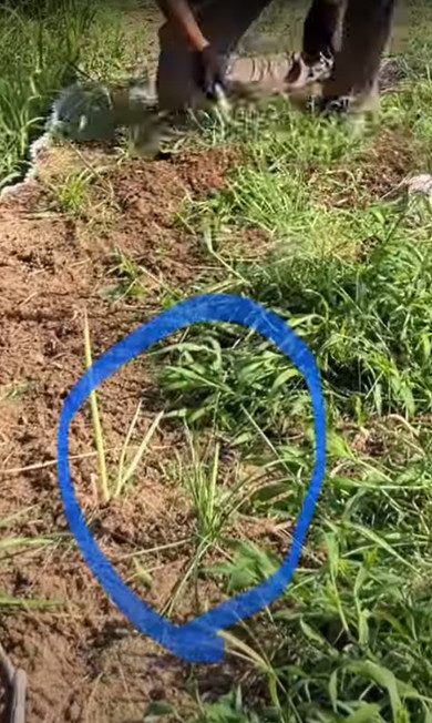 広い畑の草刈り