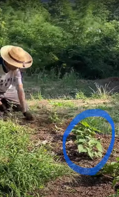 広い畑の草刈り