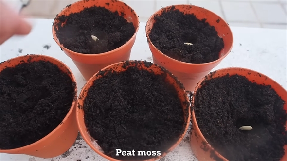 マスクメロンを種から3カ月育てて収穫