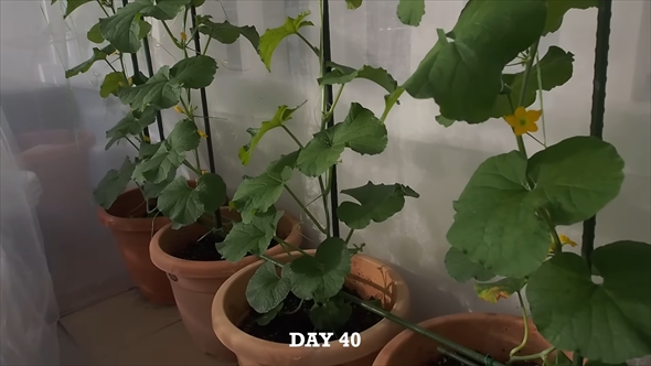 マスクメロンを種から3カ月育てて収穫