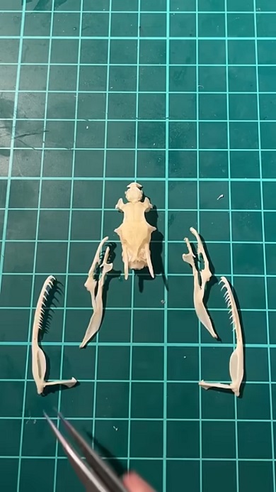 ペットだったコーンスネークの骨格標本を作るため分解した頭骨