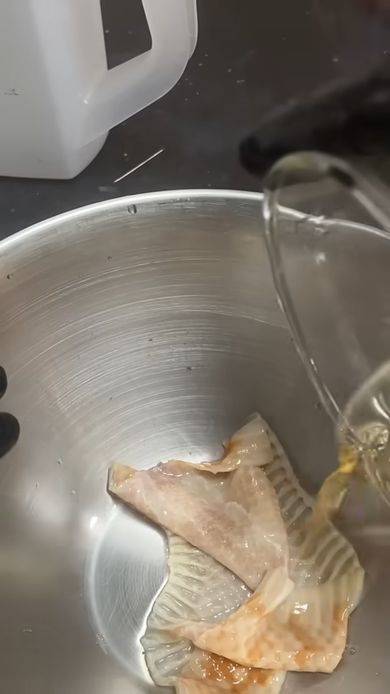 ペットだったコーンスネークの骨格標本を作るため皮を洗う