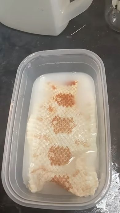 ペットだったコーンスネークの骨格標本を作るため皮を加工する