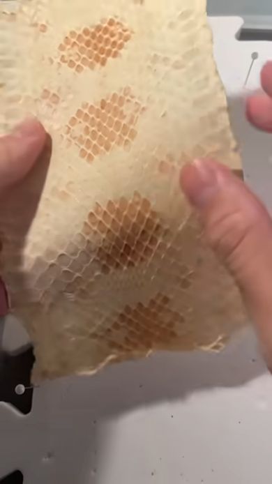 ペットだったコーンスネークの骨格標本を作るため皮を加工する
