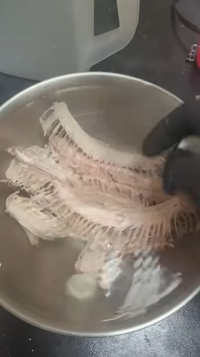 ペットだったコーンスネークの骨格標本を作るため体の骨を洗う