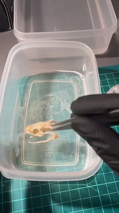 ペットだったコーンスネークの骨格標本を作るため頭骨を洗う