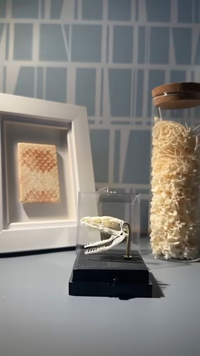 完成したコーンスネークの骨格標本と皮の標本