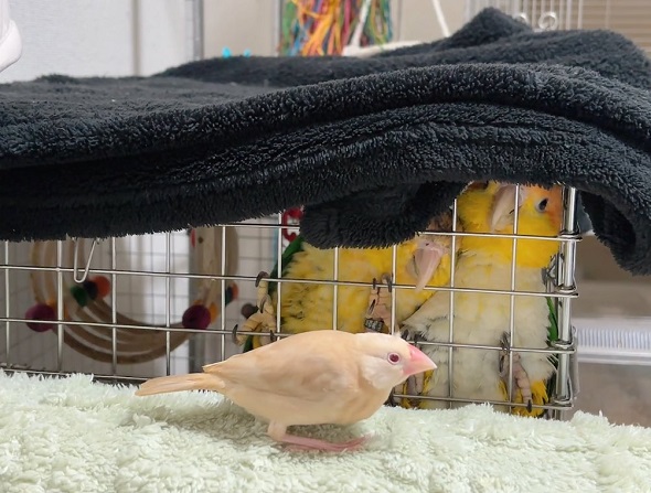 文鳥をケージの中からじっと見つめている2羽のシロハラインコ