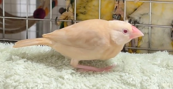 ケージから出してもらい室内で遊んでいる文鳥