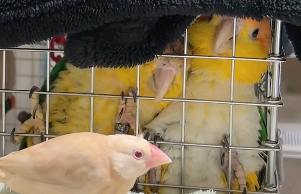 ケージの中から文鳥のことを凝視している2羽のシロハラインコ