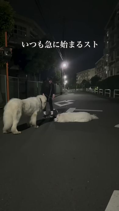 さまざまな術を駆使して散歩をストライキする超大型のワンコ