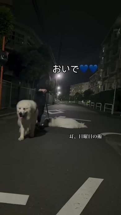 「耳、日曜日の術」を繰り出して飼い主の言うことに耳を貸さないワンコ