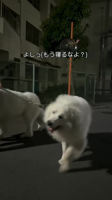 飼い主の後ろをついて歩くワンコ