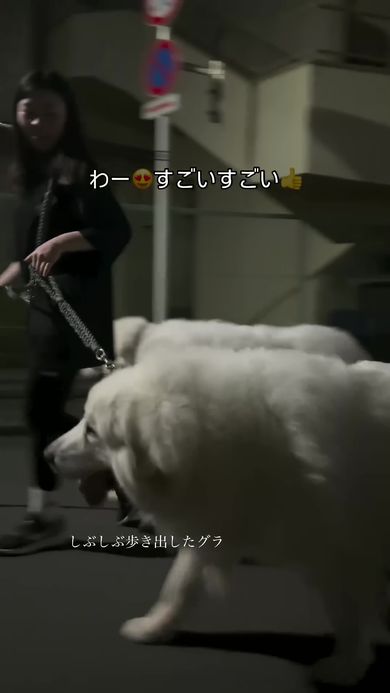 しぶしぶ飼い主と一緒に歩くワンコ