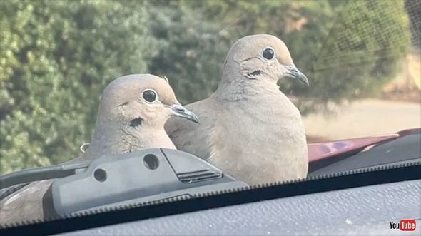 車から降りないハト